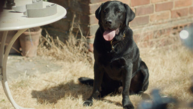 Dickens the dog in Grantchester